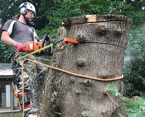 Ace of Spades Tree Removal