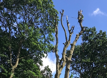 Tree Removal