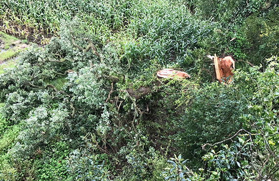 Emergency Tree Surgery