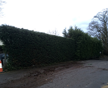 Hedge Cutting