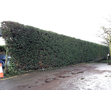 Hedge Cutting