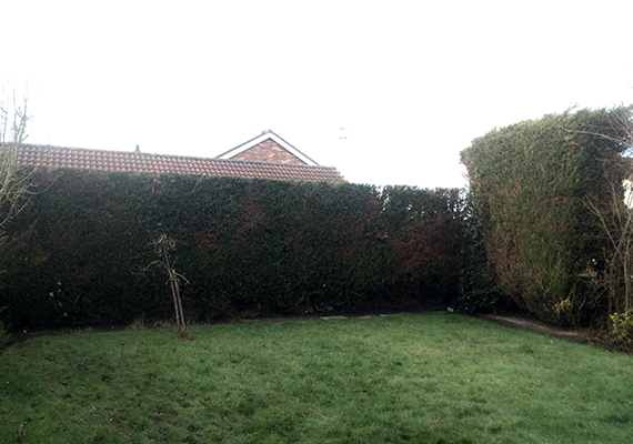 Hedge Cutting