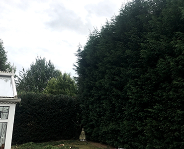 Hedge Cutting