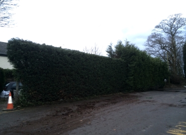 Hedge Cutting